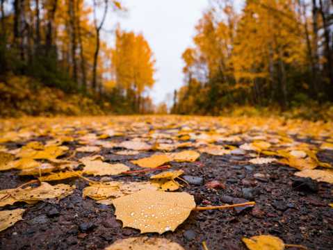 秋季枯黄黄叶自然风光图片