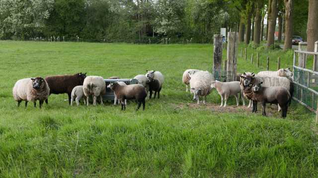 荷兰牧区羊群图片