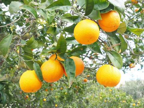 树上挂着的橙子