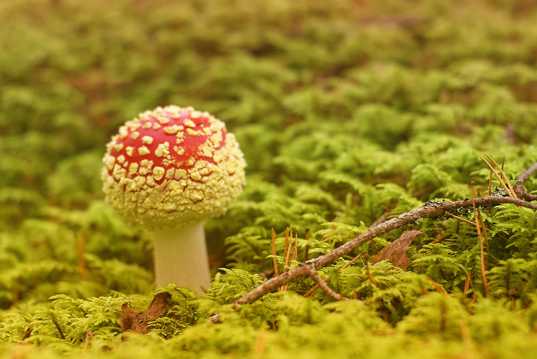 鹅膏菌蘑菇包图片