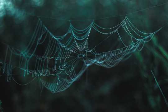 丛林中蜘蛛网图片