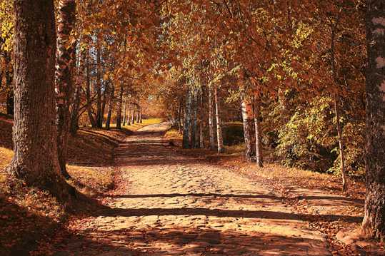 秋季道路风景图片