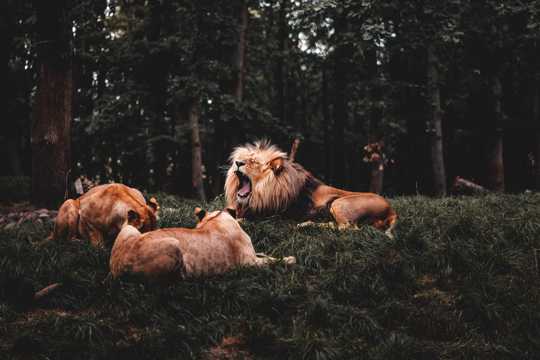三只野生狮子