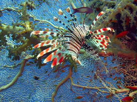 色彩斑斓的狮子鱼图片