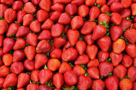 新鲜草莓批发图片