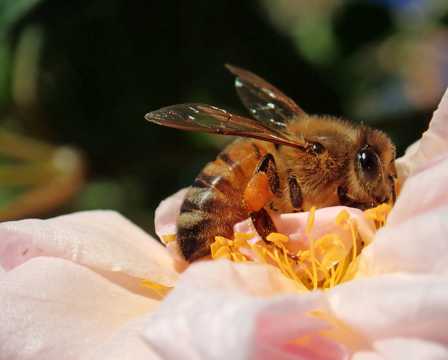 蜜蜂采蜜近景图片