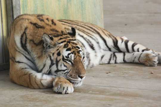 躺着的老虎图片