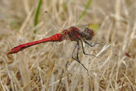 草地上的红色蜻蜓