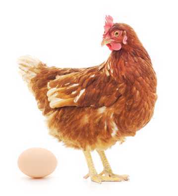 母鸡和鸡蛋