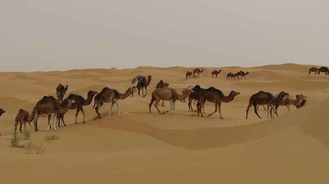 戈壁骆驼队图片