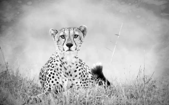草地上休息的豹子黑白图片