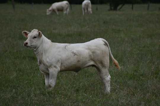 牧区白色公牛图片
