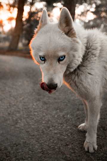 蓝眼睛的小狗图片