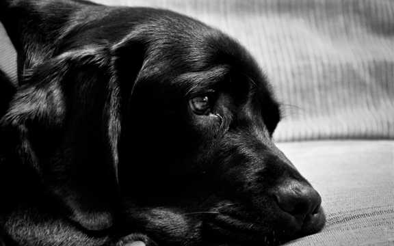 黑色拉布拉多犬图片
