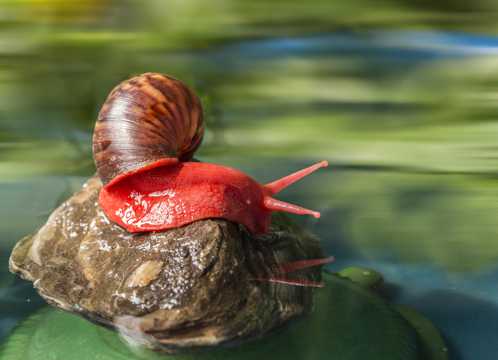 彩色的蜗牛图片