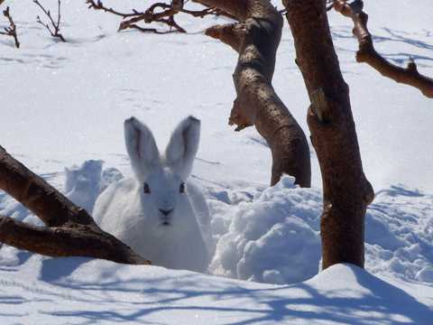 雪地上的小白兔