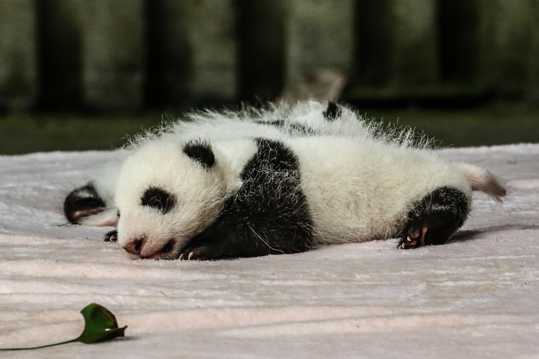 呆萌可爱的大熊猫图片