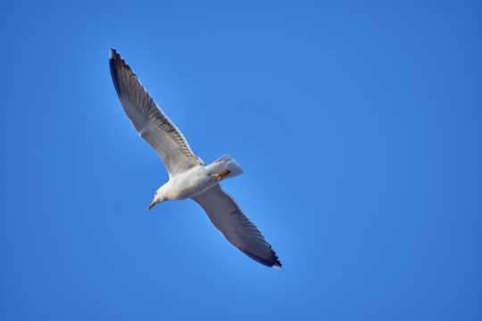 天空海鸥高飞图片