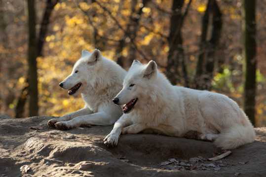 丛林里的白狼图片