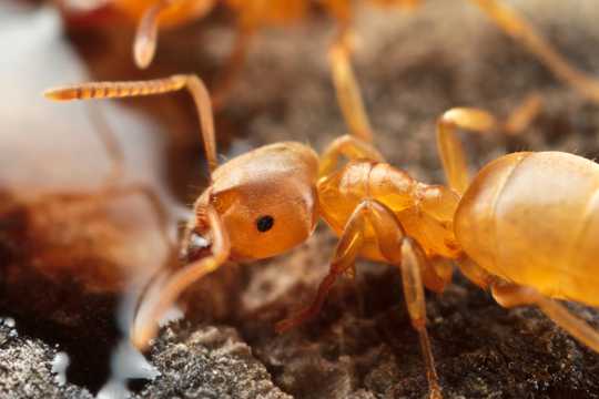 红蚂蚁高清图片