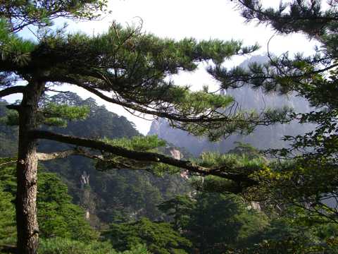 夏日山野的松树图片