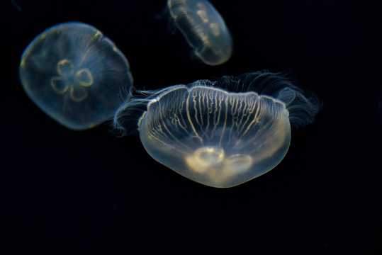 深海水母图片
