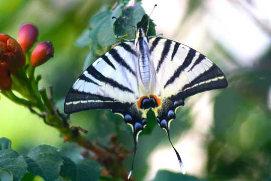 黑白条纹燕尾蝶图片