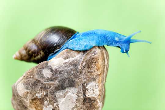 奇特的蓝蜗牛