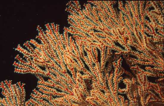 海底珊瑚虫高清图片
