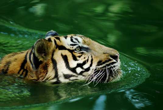 游泳的老虎图片