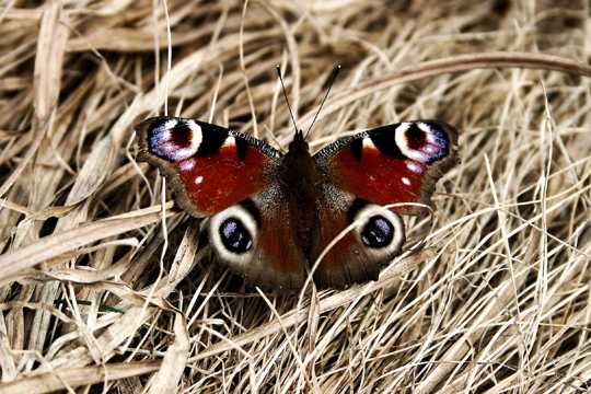 枯草中的孔雀蝴蝶图片