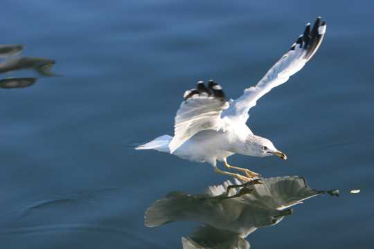 飞行的海鸥高清图片