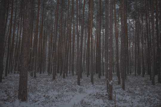 冬日丛林里的细树干