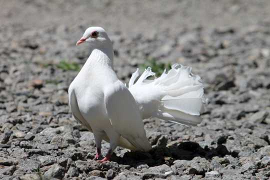 一只白色的鸽子图片