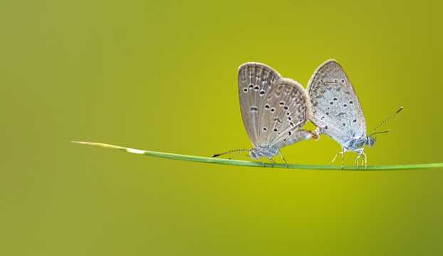 两只白色蝴蝶图片