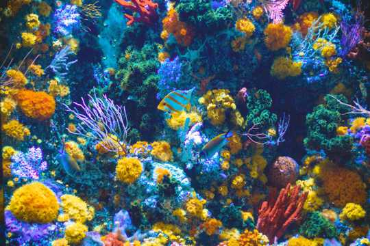 海底里的珊瑚图片