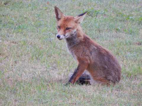 草坪上的赤狐