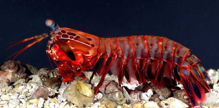 海底的皮皮虾