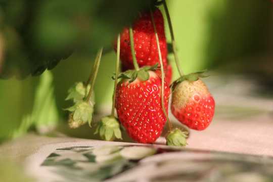 新鲜的红草莓图片
