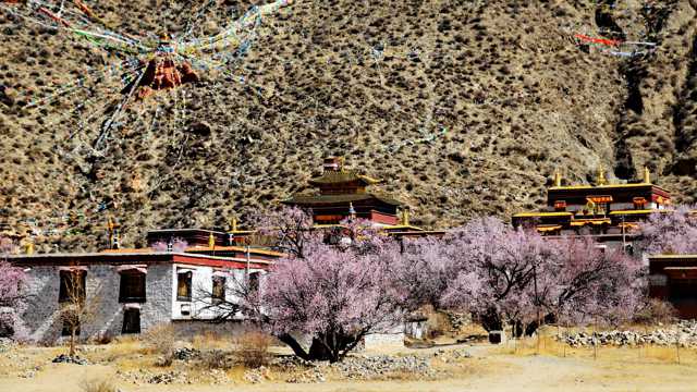西藏雍仲林寺风光图片