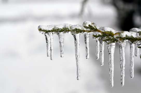 树枝上的冰凌图片