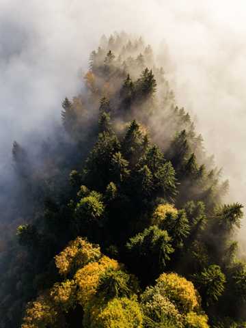 云雾中的森林景象图片
