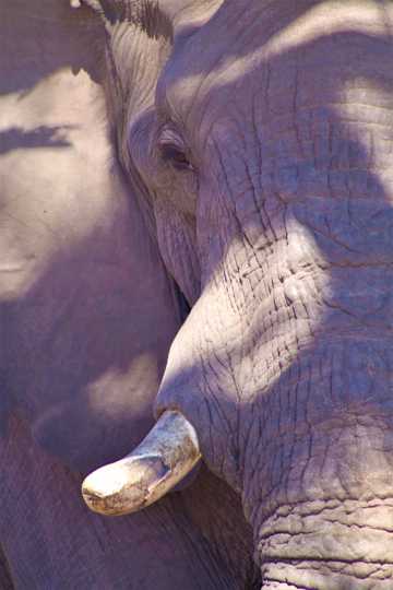 非洲象头部特写图片