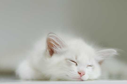 正在睡觉的小白猫