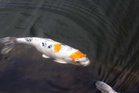 日本锦鲤鱼图片