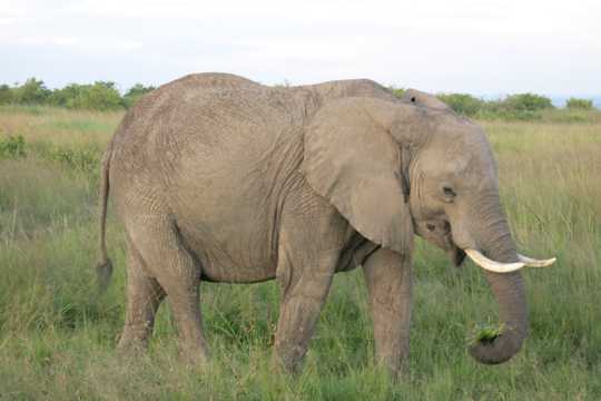肯尼亚野生大象图片
