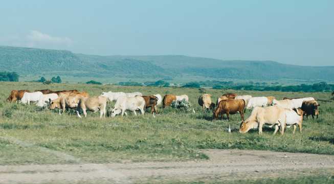 草场牛群景色图片