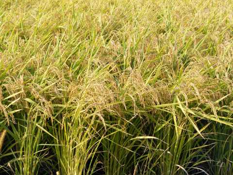 田野里的水稻图片