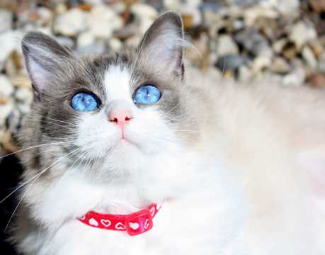 可爱漂亮的布偶猫