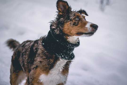 雪天狩猎的猎犬图片